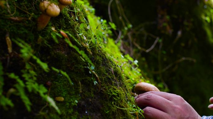 野生菌菇 水滴 露水 阳光 森林 山菌