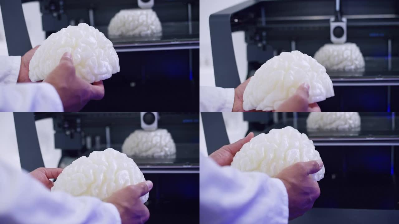 生物医学工程师持有3D大脑模型，而3D打印机正在构建另一个大脑模型
