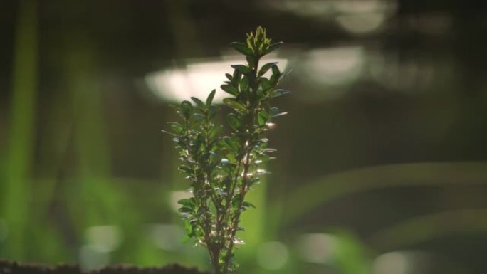 特写年轻植物。新的绿色生活