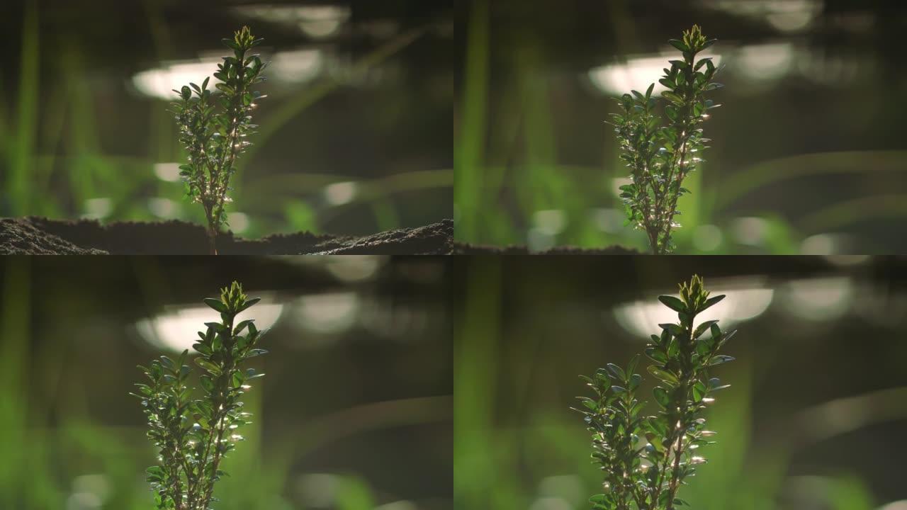 特写年轻植物。新的绿色生活