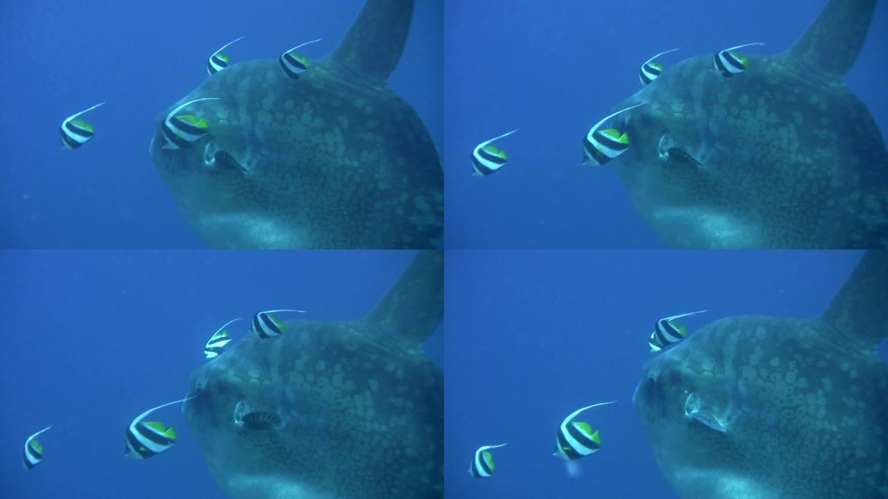 海洋翻车鱼 (mola-mola) 被bannerfish清洗
