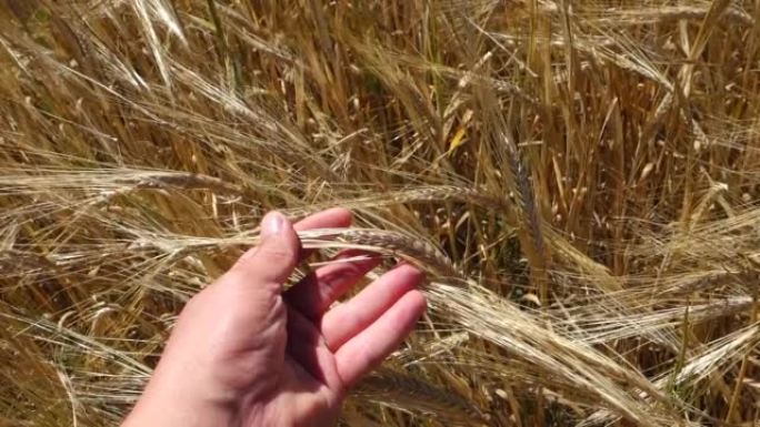 大麦耳朵视频，大麦种植和大麦收获时间，大陆性气候下的大麦种植，