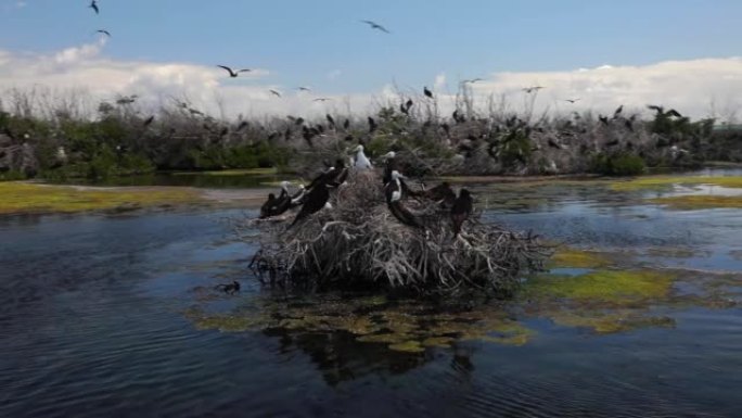 军舰鸟家族筑巢在水中干燥的灌木丛中，是鸟类的保护区。
