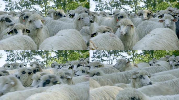 特写-一群羊在喀尔巴阡山脉出发