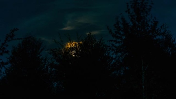 月亮从树枝的轮廓升起