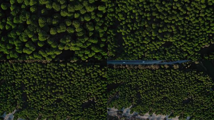 西兰花状树木的俯视图