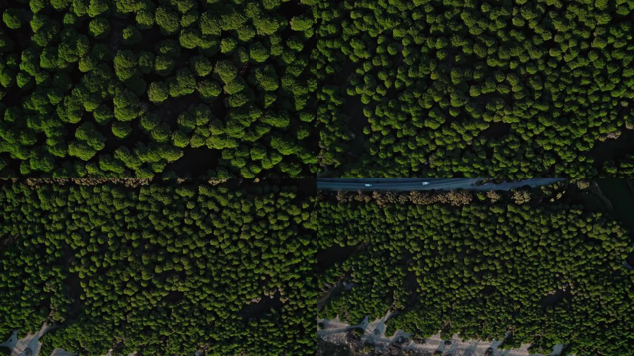 西兰花状树木的俯视图