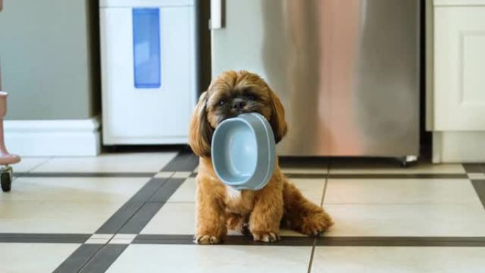 饥饿的西施小狗抱着一个空碗。