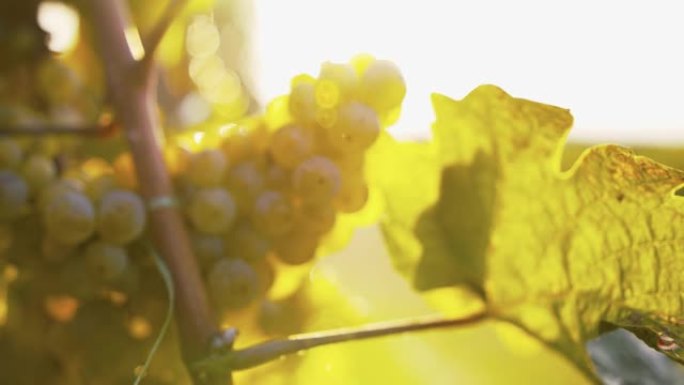 在阳光明媚的日子里，在葡萄藤上拍摄黄葡萄的慢动作镜头