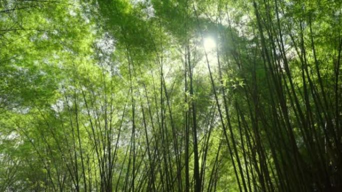 竹园，竹林。仰视天空速生林木生态环境