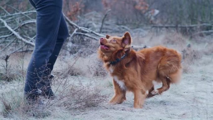 快乐，新斯科舍省鸭子收费猎犬追逐棍子。与主人一起冬季散步