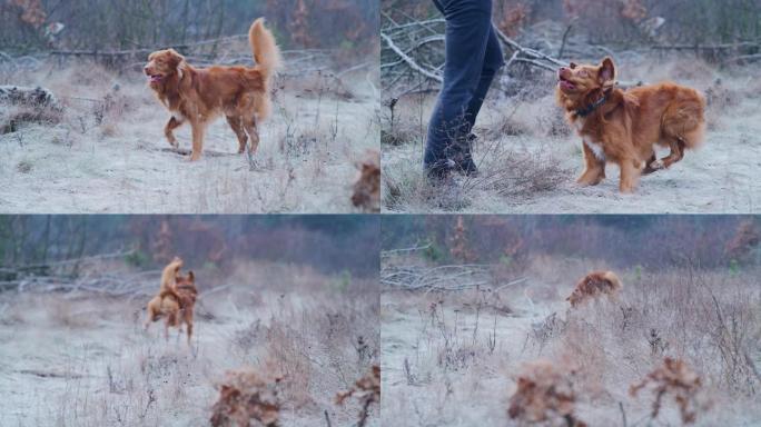 快乐，新斯科舍省鸭子收费猎犬追逐棍子。与主人一起冬季散步