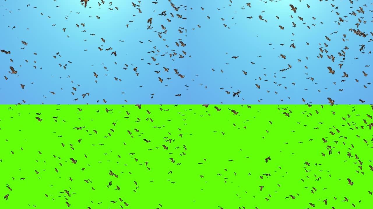 摘要许多鸟群在空中飞行循环背景动画。