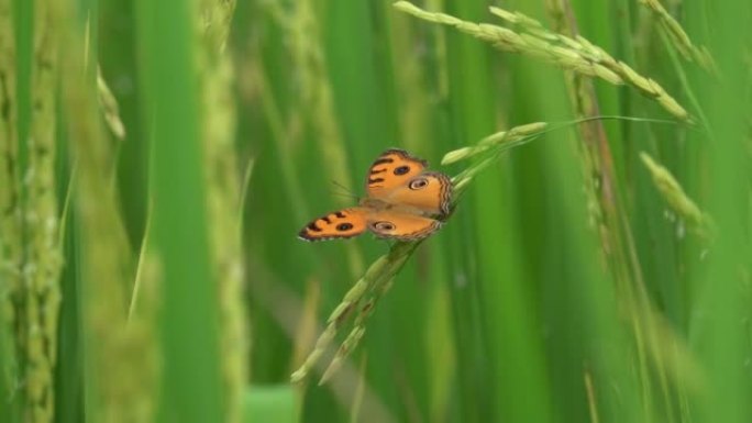 泰国绿屏上美丽的蝴蝶