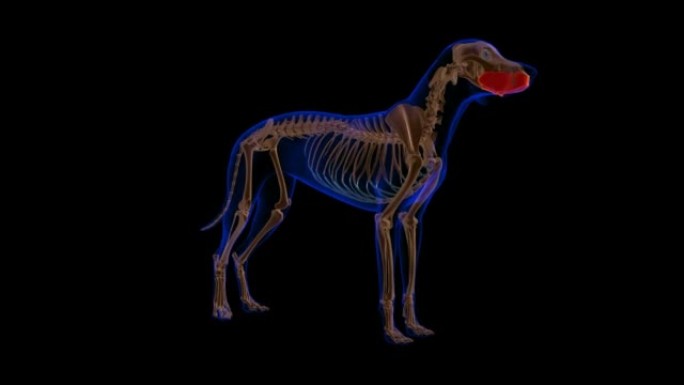 Buccinator肌肉狗肌肉解剖医学概念3D动画
