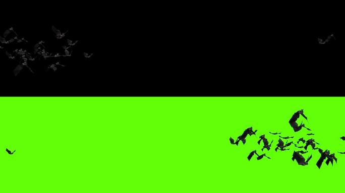 蝙蝠动画万圣节黑色蝙蝠在绿屏背景上飞行4K。