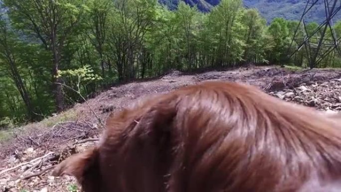 一只棕色狗欣赏山景的细节照片