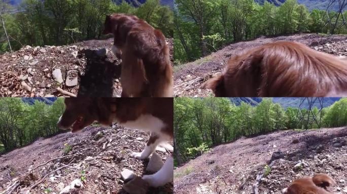 一只棕色狗欣赏山景的细节照片