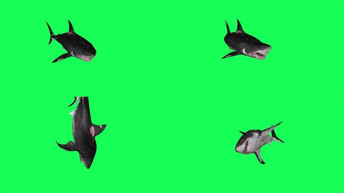 鲨鱼在一个圆圈绿色屏幕前游泳-3D渲染动画