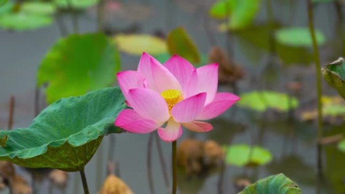 4K Nature video close-up beautiful lotus flower an
