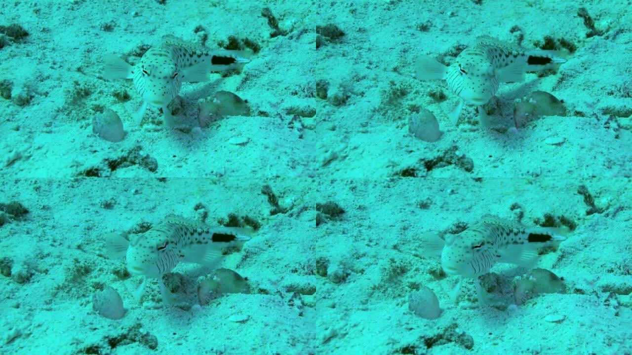 沙底有斑点的沙鲈。