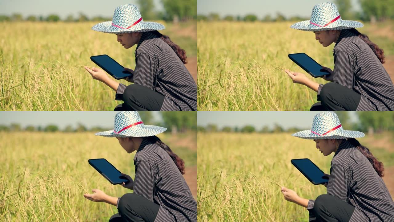 稻米质量，检查收割准备情况，亚洲女性农业技术控制收割的作物产量