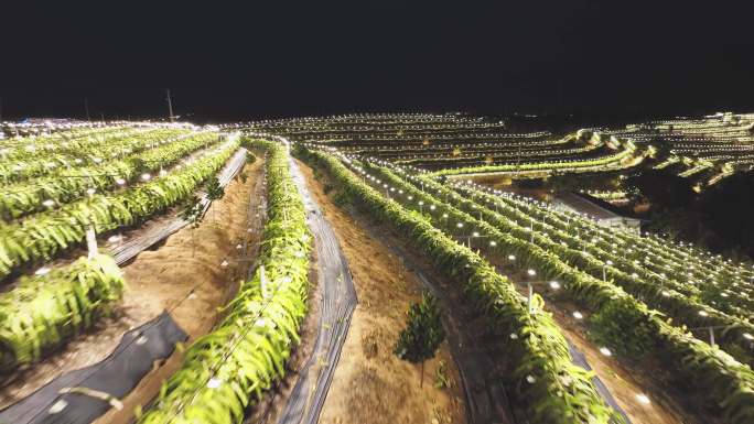 火龙果种植园晚上亮灯航拍