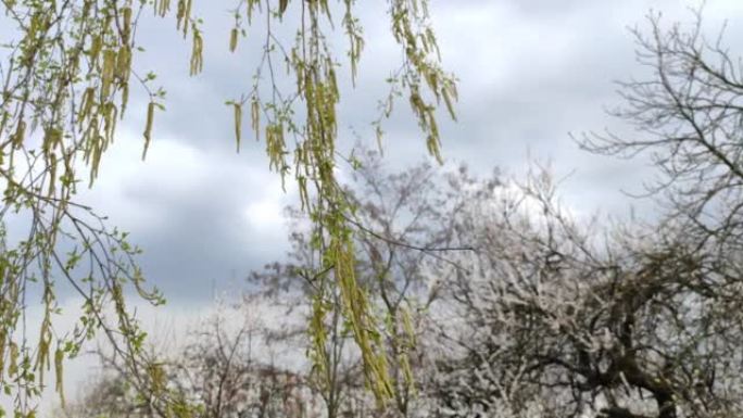 特写镜头4k视频镜头，春天桦树美丽绽放的嫩枝和叶子。春天的季节之美春天的树木开花。自然春天的背景。