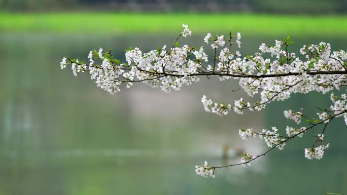 杭州西湖 春天 樱花 自然风光