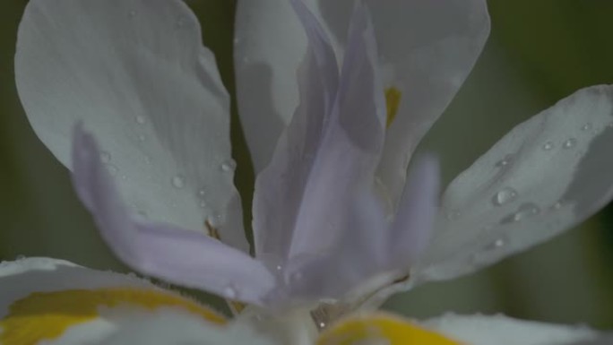 雨水流过花瓣慢动作
