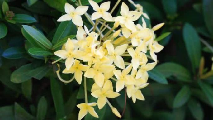 West Indian jasmine (also called ixora, jungle fla