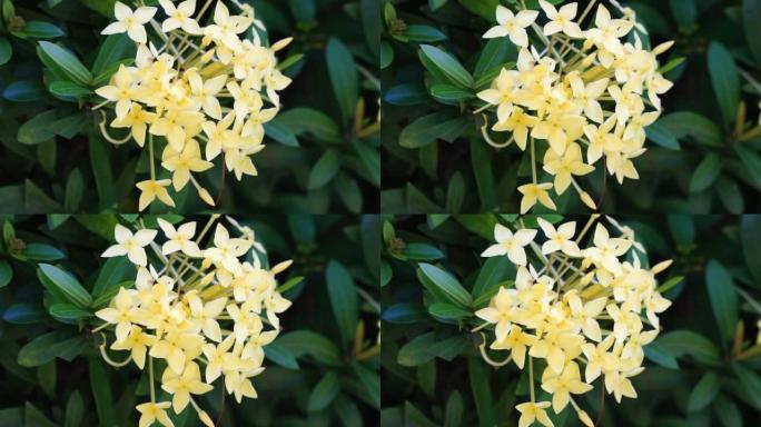 West Indian jasmine (also called ixora, jungle fla