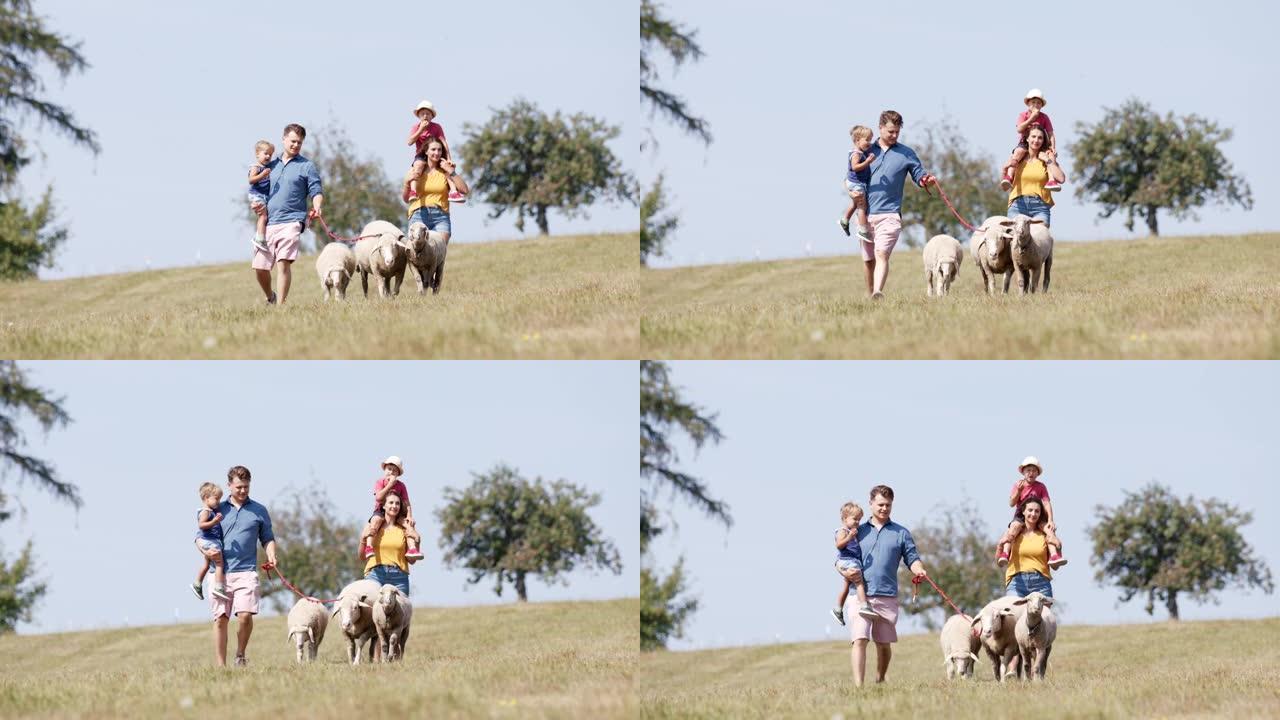 父亲母亲和两个小男孩在田野里走羊