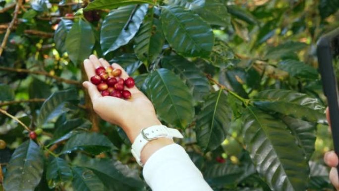 在自家农场的一棵咖啡树上，咖啡农轻轻地采摘着成熟的咖啡樱桃