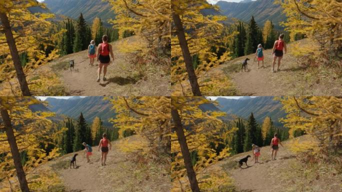 妇女与狗一起走过山区的高山落叶松森林