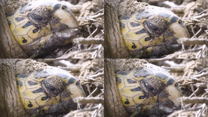 海龟头部和眼睛的特写视图