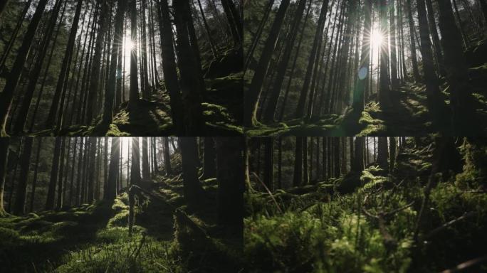 挪威的户外活动: 巨大的森林