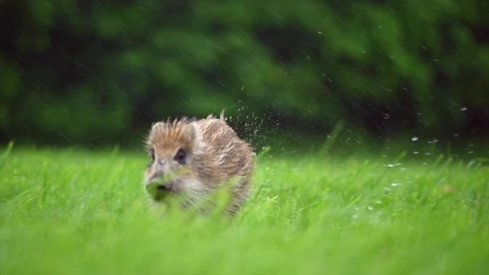 在大雨中，一只年轻的野猪在绿色的田野上对着镜头奔跑。以120 fps拍摄的平滑慢动作。背景是森林和树