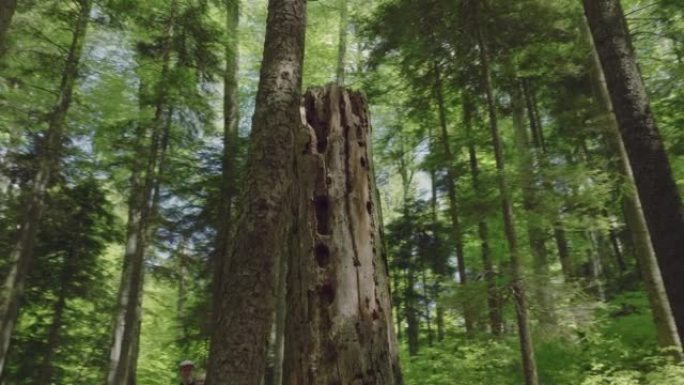 郁郁葱葱的绿色森林和山脉的空中无人机视图