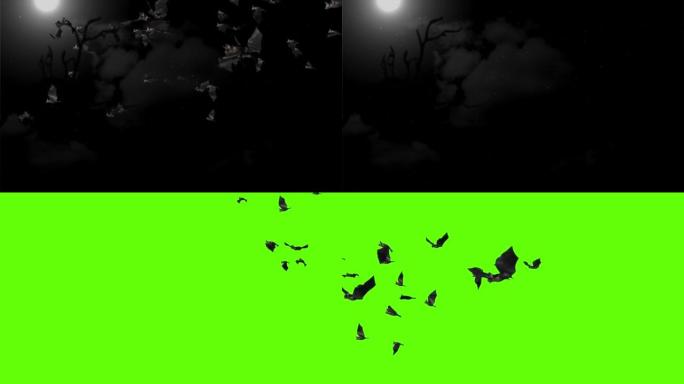 蝙蝠动画万圣节黑色蝙蝠在绿屏背景上飞行4K。