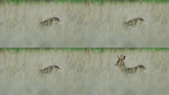 高高的草丛中两只小鹿的详细照片