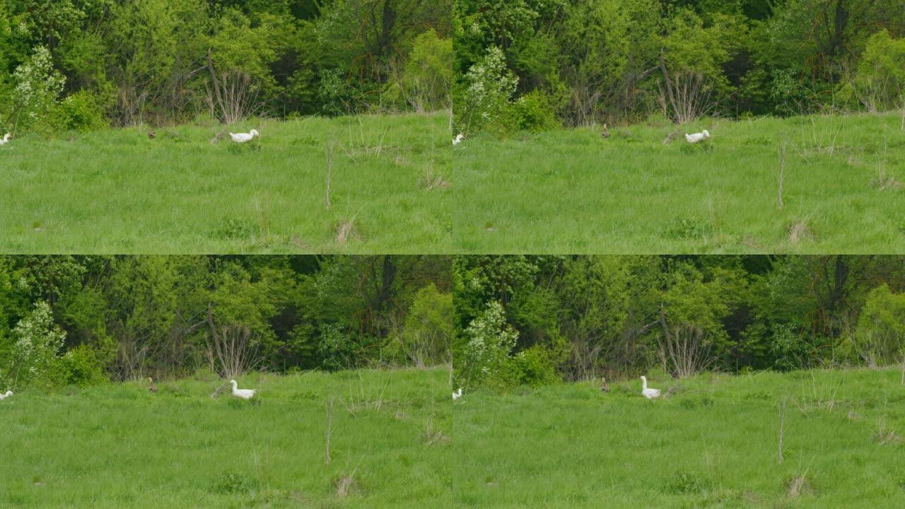 白鸭在一片绿色的草地上行走。天鹅在草地上吃草。静态视图。