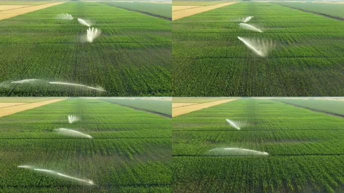 高压农用洒水器，喷雾器，喷出水柱灌溉玉米作物的上图