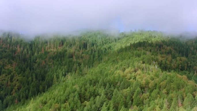 阳光明媚的早晨，俄勒冈州雾气中的空中森林