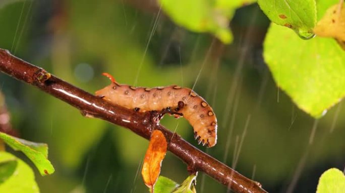 雨中，毛毛虫草鹰蛾在树枝上爬行。毛毛虫 (Hyles gallii) 是草蛾或galium狮身人面像