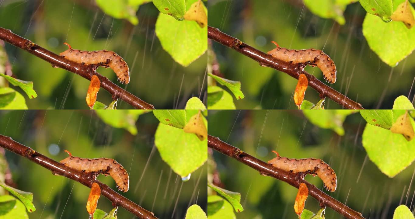 雨中，毛毛虫草鹰蛾在树枝上爬行。毛毛虫 (Hyles gallii) 是草蛾或galium狮身人面像