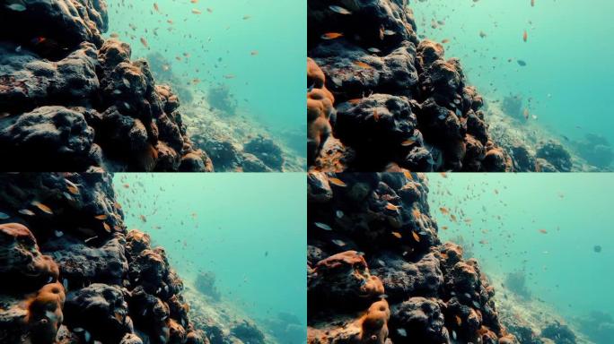 五颜六色的鱼在珊瑚礁周围游泳