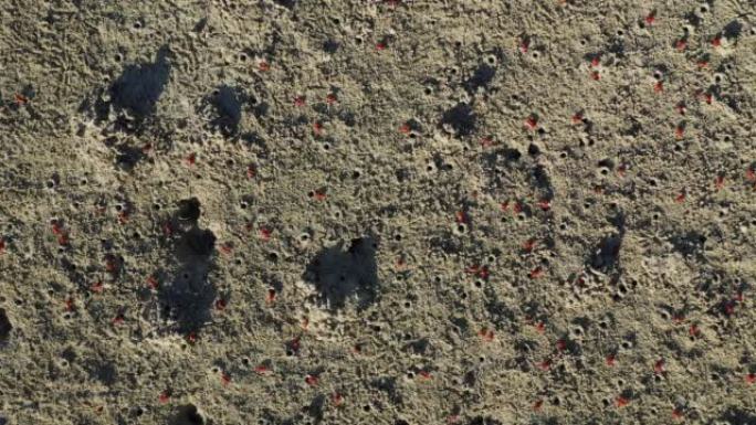 数十只红蟹在沙滩上，亚洲，菲律宾，薄荷岛，靠近庞劳，夏天在一个阳光明媚的日子。