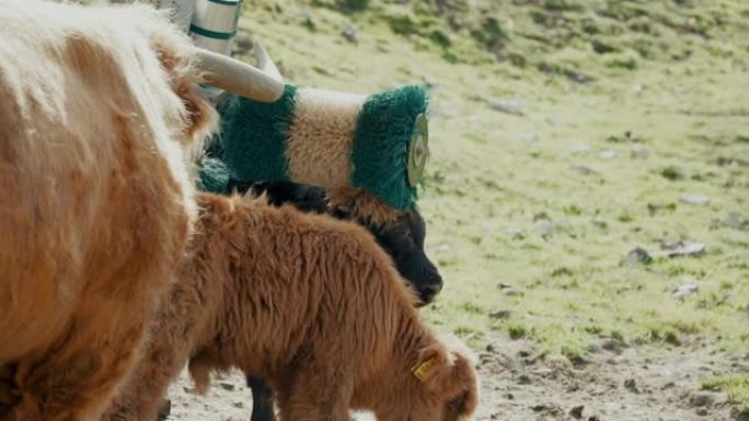 牦牛去刷美发师视频素材放牧养殖