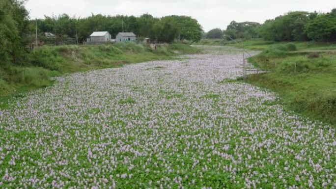 浮水风信花在开阔的水河中绽放。村庄的一条长长的河边完全充满了风信子。花卉背景。4k视频。